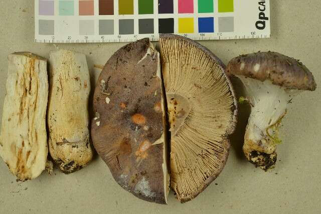 Слика од Cortinarius cumatilis Fr. 1838