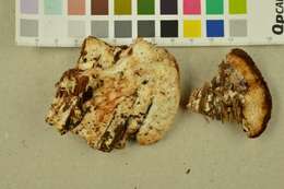 Image of brown-staining cheese polypore