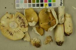 Image of common yellow russula