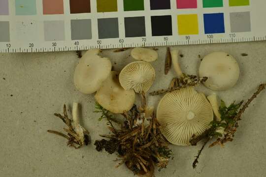 Imagem de Leucocybe candicans (Pers.) Vizzini, P. Alvarado, G. Moreno & Consiglio 2015