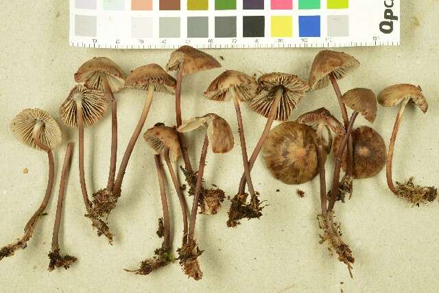 Image of Reddish spotted mycena