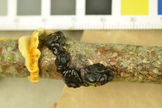 Image of Black Witches' Butter