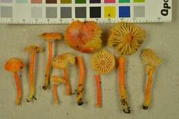 Image of Hygrocybe cantharellus