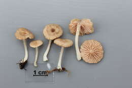 Image of Entoloma neglectum (Lasch) Arnolds 1982