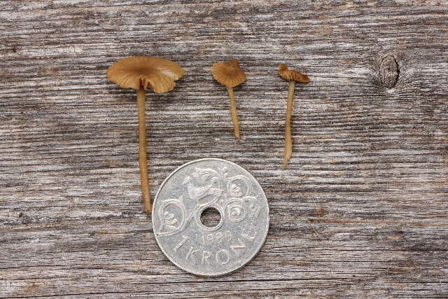 Image of Agrocybe