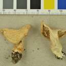 Image of Tricholoma album