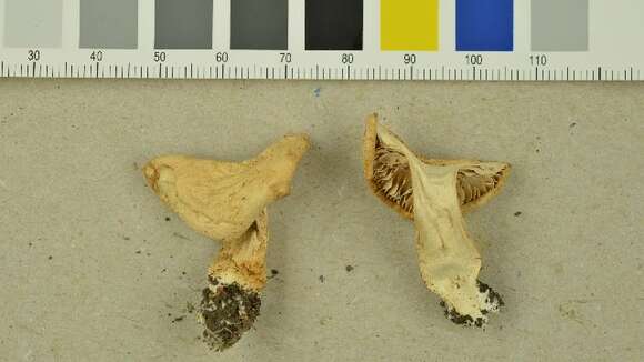 Image of Tricholoma album