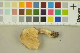 Image of Tricholoma album