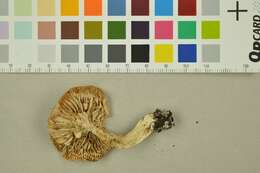 Image of Tricholoma album