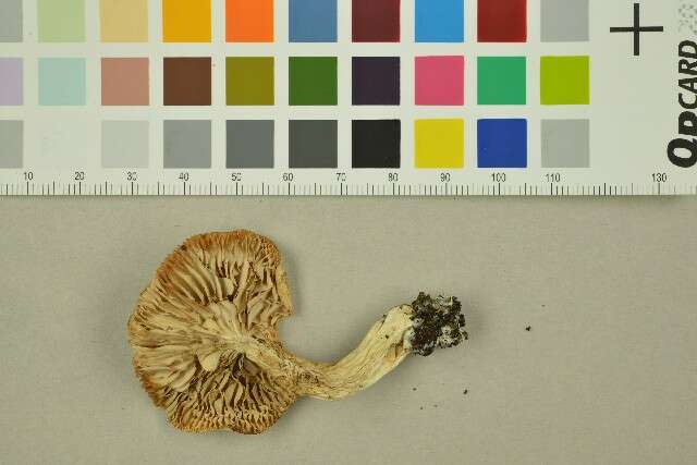 Image of Tricholoma album