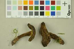 صورة Cyanoboletus