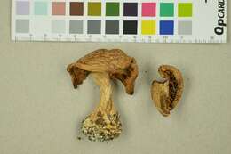 Image of Cortinarius crassus