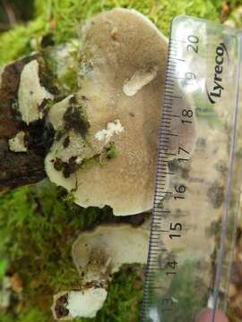 Image of Lentinus substrictus (Bolton) Zmitr. & Kovalenko 2016