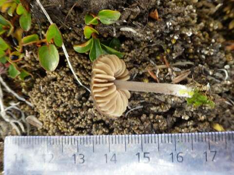 Image of Entoloma proterum Noordel. & Wölfel 1987