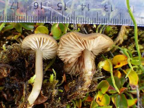 Image of Entoloma alpicola (J. Favre) Bon & Jamoni 1981