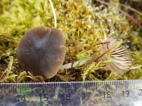 Слика од Entoloma alpicola (J. Favre) Bon & Jamoni 1981