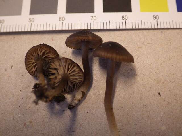 Слика од Entoloma alpicola (J. Favre) Bon & Jamoni 1981