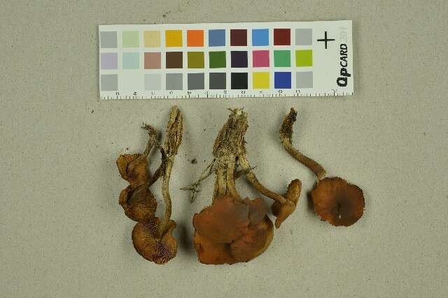 Gymnopilus picreus (Pers.) P. Karst. 1879 resmi