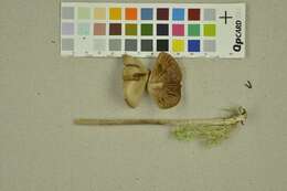 Image of Entoloma testaceum (Bres.) Noordel. 1987