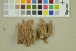 Ramaria rubella (Schaeff.) R. H. Petersen 1974 resmi