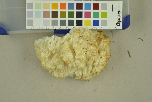 Image of Coral tooth