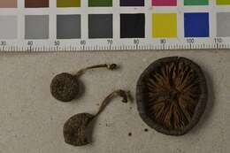 Image of Entoloma turci (Bres.) M. M. Moser 1978