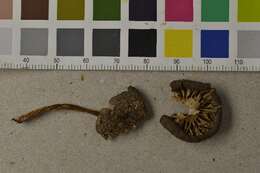 Image of Entoloma turci (Bres.) M. M. Moser 1978