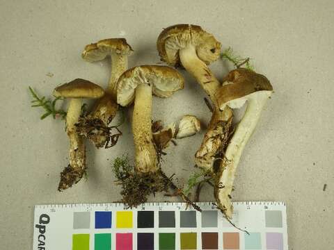 Image of Tricholoma fucatum