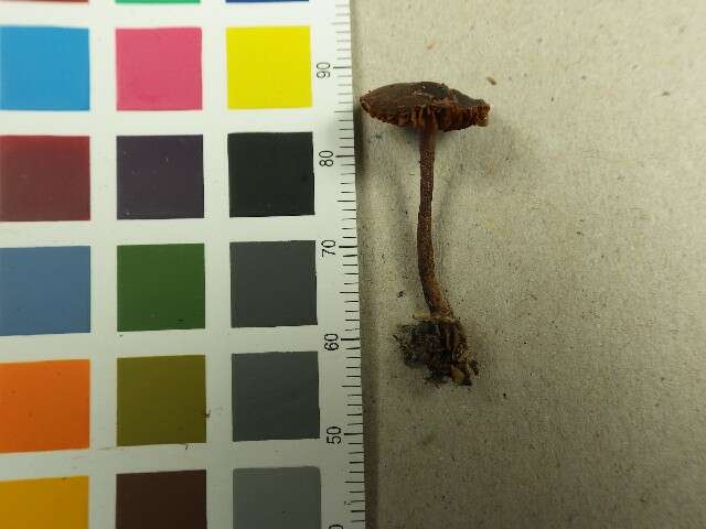 Слика од Cortinarius anthracinus (Fr.) Sacc. 1887