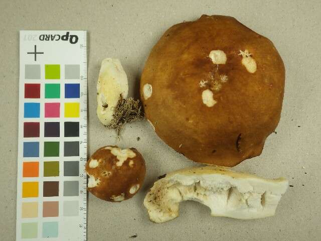 Image of Russula mustelina Fr. 1838