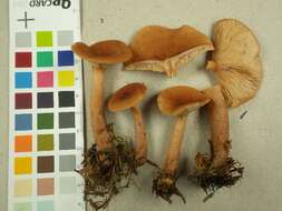 Image of Birch Milkcap