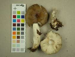 صورة Russula consobrina (Fr.) Fr. 1838