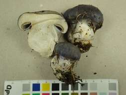 Слика од Cortinarius cumatilis Fr. 1838