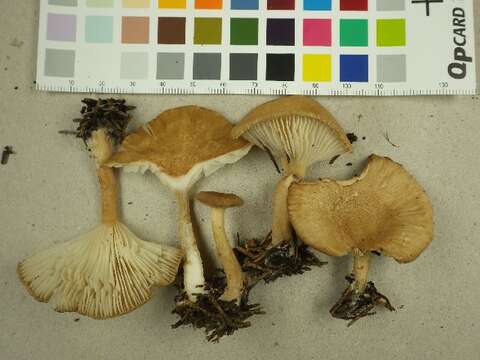 Image of Clitocybe squamulosa (Pers.) P. Kumm. 1871