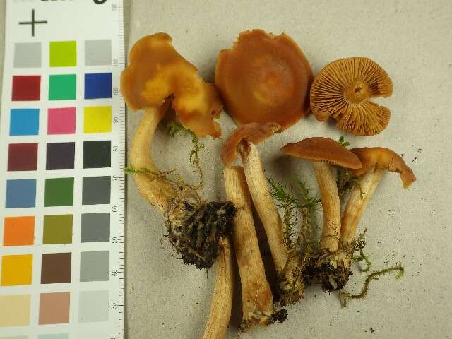 Image of Cortinarius renidens Fr. 1838