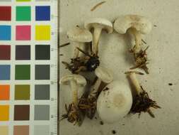 Plancia ëd Leucocybe candicans (Pers.) Vizzini, P. Alvarado, G. Moreno & Consiglio 2015