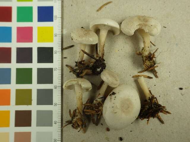 Imagem de Leucocybe candicans (Pers.) Vizzini, P. Alvarado, G. Moreno & Consiglio 2015