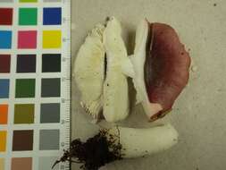 Image of Russula atrorubens Quél. 1898