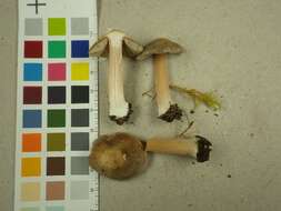 Image of Inocybe grammata