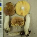 Image of Russula nauseosa