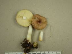 Image of Russula versicolor Jul. Schäff. 1931