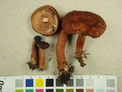 Image de Lactarius badiosanguineus Kühner & Romagn. 1954