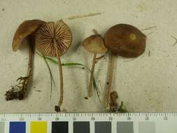 Image of Entoloma infula (Fr.) Noordel. 1980