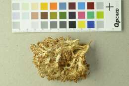 Hericium coralloides (Scop.) Pers. 1794 resmi