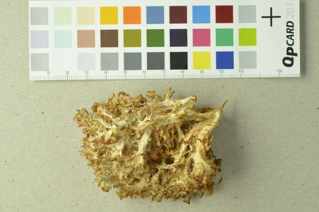Image of Coral tooth