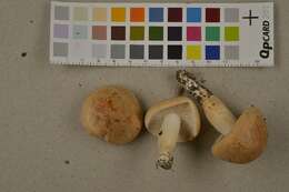 Imagem de Hygrophorus nemoreus (Pers.) Fr. 1838