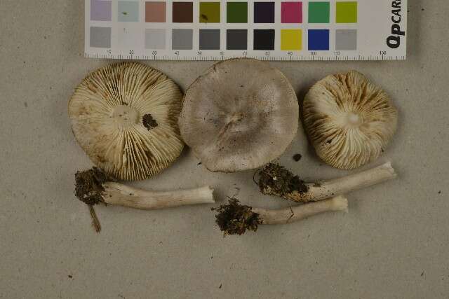 Imagem de Tricholoma virgatum (Fr.) P. Kumm. 1871