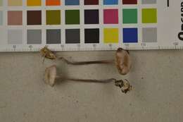 Image of Mycena pura