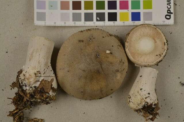 Image de Clitocybe nebularis (Batsch) P. Kumm. 1871