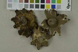 Image of Beaked Earthstar